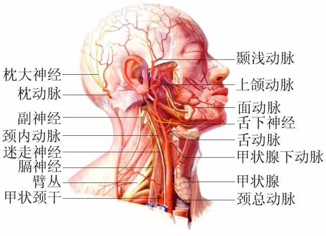 脖子才是身體最致命的位置！